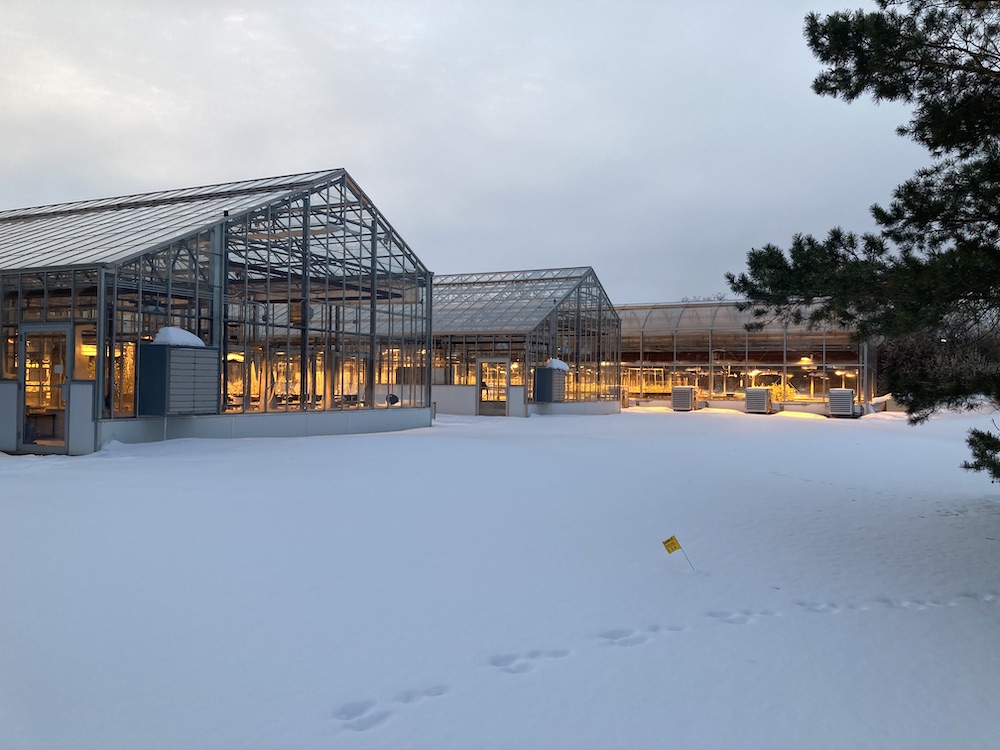 Golden Eagles Saskatoon Nature Society